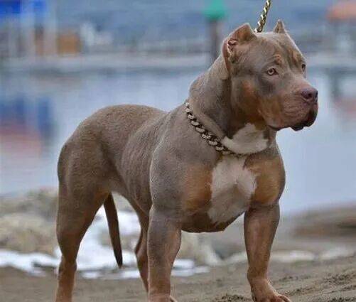 信用平台出租
_上海老太擅闯鱼塘摘粽叶信用平台出租
，被两条恶霸犬咬死，责任如何划分？